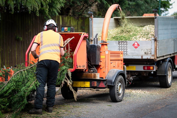 Trusted Keeler Farm, NM Tree Care Services Experts