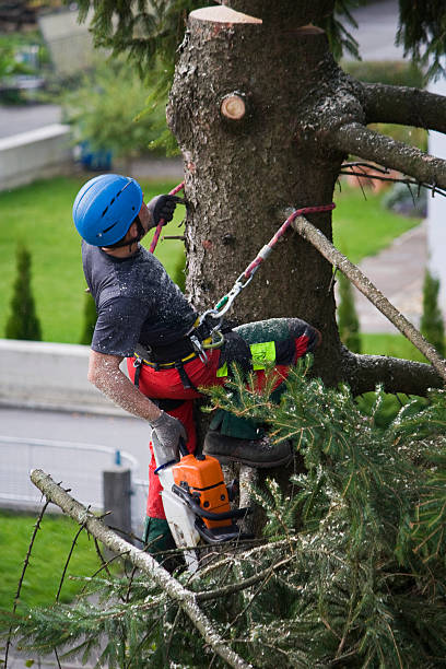 Best Tree Maintenance Programs  in Keeler Farm, NM